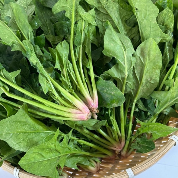 [자연농장] 국내산 포항 영해초(시금치) 300g/600g/900g/1.2Kg