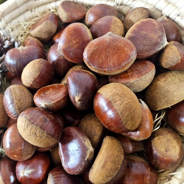 [자연농장] 국내산 공주밤 1Kg (중/대)