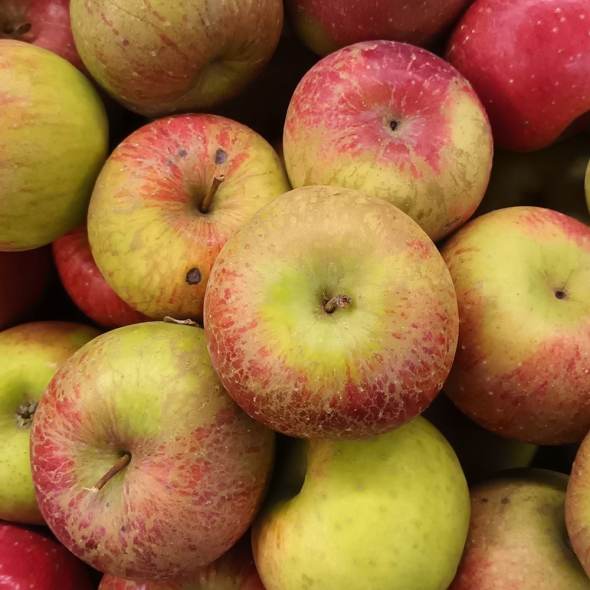 [향기담은] 경북 고당도 꿀부사 3kg/6kg/10kg (쥬스용)