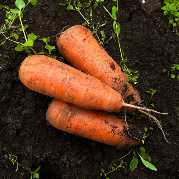 [자연농장] 국내산 햇 흙당근 2Kg/3Kg/5Kg/10Kg (중/상/특)