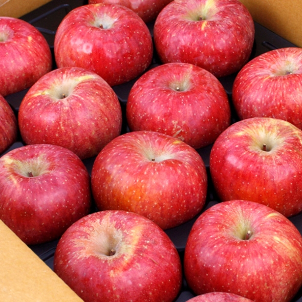 [농협공판장] 정성드린 고랭지 실속 사과 5kg(18-20과)