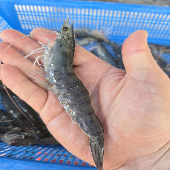 홍지수산 벌교 고흥 활새우 새우구이 대하 흰다리새우 500g 또는 1kg