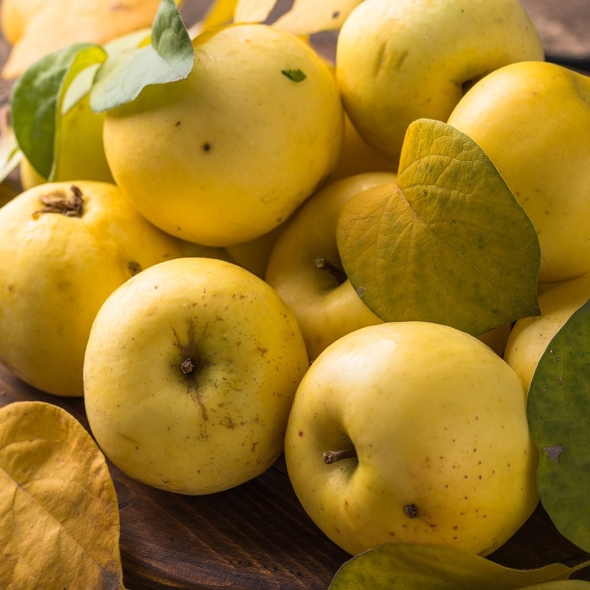 [향기담은] 경북 시나노골드 사과 2kg/3kg/5kg (가정용)