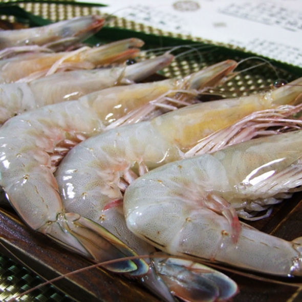 청정태안 자연산대하 1kg(15미 내외/급냉) + 천일염 증정