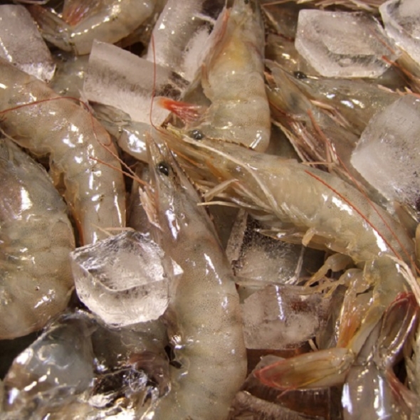 국내산 양식 왕새우(급냉) 1kg(35미 내외) + 천일염