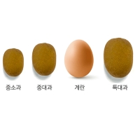 차원이 다른 맛과 당도 프리미엄 레드키위(푸)