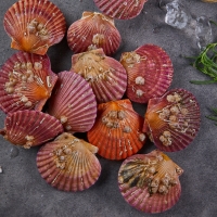 [만원의 행복] 홍가리비 24미 내외 1kg