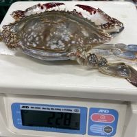 연평도 급냉 하프절단 암꽃게(푸)