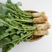 [신한카드 할인]  싱싱하고 아삭아삭한  알타리&초롱무