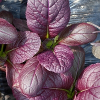 [농협] 한아름드린 신선 홍갓 4kg/8kg(특)