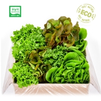 [무농약/수경재배] 유러피안 샐러드 야채 모듬세트 [1kg/4종]