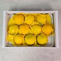 [선물세트] 제주 황금향 선물세트 2kg/3kg/5kg