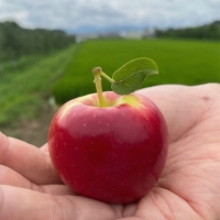 [신한카드 할인] 국내산 프리미엄 루비에스 사과(푸)