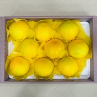 [신한카드 할인] [선물세트] 제주 하우스귤, 황금향 선물세트 2kg/3kg/5kg