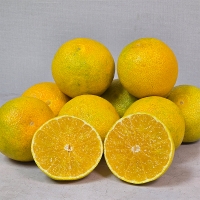 시원한 해풍맞고자란 제주 황금향