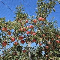 [첫출하/DMZ 철원사과] 고당도 철원사과 부사 [3kg-5kg][소과/중과/대과]