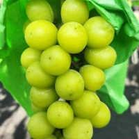 [과일예찬] 탐나는 김천 샤인머스캣 기획세트 2kg(가정용3-5수)