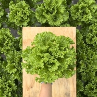 [무농약/수경재배] 유러피안 유럽상추 모듬세트 [600g-1kg/3종랜덤발송]