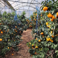 [신한카드 할인]  과즙이 일품인  고당도  황금향(푸)