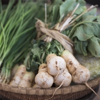 자연의 선물  강원도  알타리무(푸)