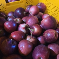 [신한카드 할인] 국내산 프리미엄 루비에스 사과(푸)