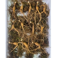 이석철농가 11년근이상 산양 산삼 7뿌리