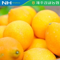 [제주감귤농협별] 황금향 [2.5kg-4.5kg]