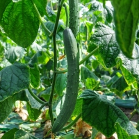 [농협] 한아름드린 신선 취청오이 2/3/5/10kg(1kg당4-5개내)