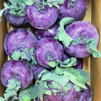 제주도 프리미엄 콜라비(푸)