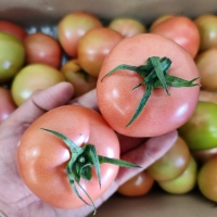[만원의 행복] 산지직송 국내산 완숙 찰토마토  쥬스용 로얄과 대과 중과  2.5kg