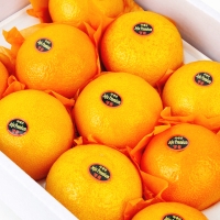 [농협공판장] 정성드린 제주 황금향 3kg(11-15과)