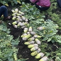 겨울의 보물  제주 흙 월동무