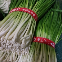 [김장철] 익을수록 더 맛있는 파김치(푸)