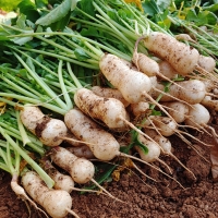 [농협] 한아름드린 신선 알타리무 4kg(특)