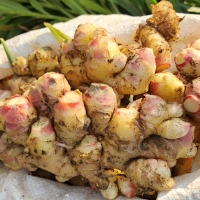 [만원의 행복] [생강최고] 찐한 생강 흙생강 세척생강 1kg