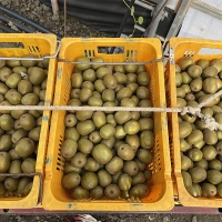 차원이 다른 맛과 당도 프리미엄 레드키위(푸)