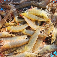 전남 신안군 질좋은  흰다리새우(푸)