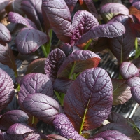 [농협] 한아름드린 신선 홍갓 4kg/8kg(특)