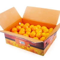 [농협공판장] 정성드린 제주 노지감귤 5kg(L-2L/37-46과내)