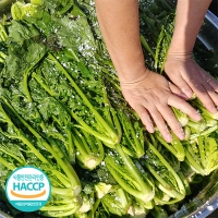 [김장철] 쌉쌀한맛이 일품인 돌산갓김치(푸)