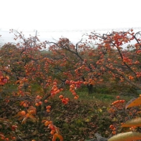 [국산/반건시] 충북 영동 반건시 곶감 [400g-600g]