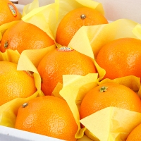 [제주향] 탐나는 황금향 3kg(10-12과내)/(13-15과내)