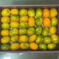 [신한카드 할인] [선물세트] 제주 하우스귤, 황금향 선물세트 2kg/3kg/5kg