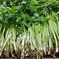 청정지역이 키워낸 청도미나리