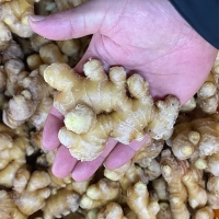 깊은향을 가진  경북 흙생강