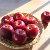 [신한카드 할인] 국내산 프리미엄 루비에스 사과(푸)