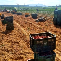  [농협공판장] 정성드린  세척 꿀고구마 5kg/10kg(상/150-300g)