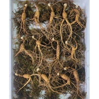 이석철농가 11년근이상 산양 산삼 7뿌리