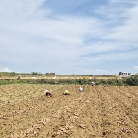 [자연속애] 안면도 호박고구마 3kg/5kg/7kg/10kg (중60-100g내)