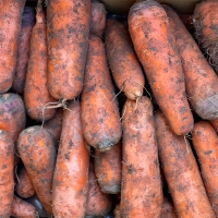 제주도 최상급 구좌당근(푸)